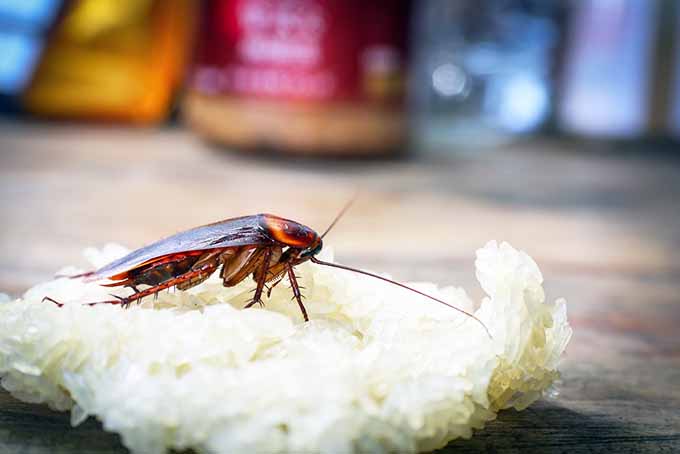 كيفية التخلص من الحشرات المنزلية؟ 3 طرق رخيصة أمنة للقضاء عليها نهائيًا