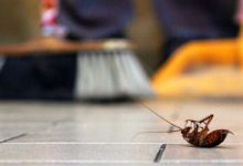 كيفية التخلص من الحشرات المنزلية؟ 3 طرق رخيصة أمنة للقضاء عليها نهائيًا